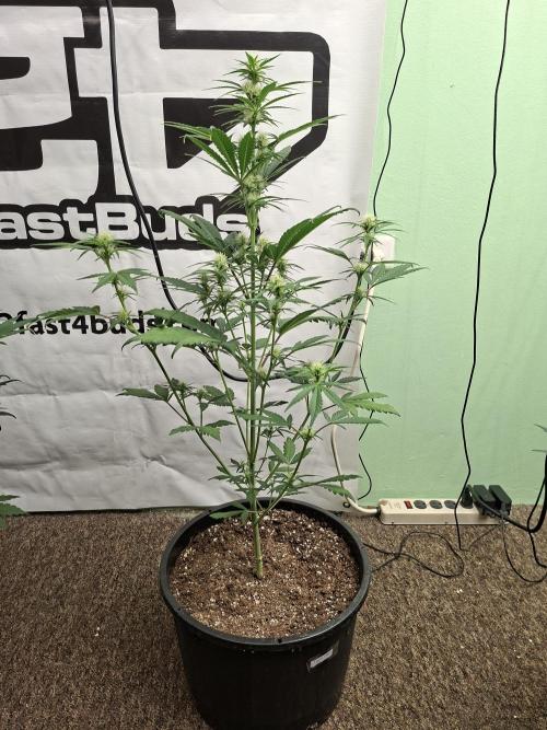 Fastbuds Mendo Frost Auto. Week 5