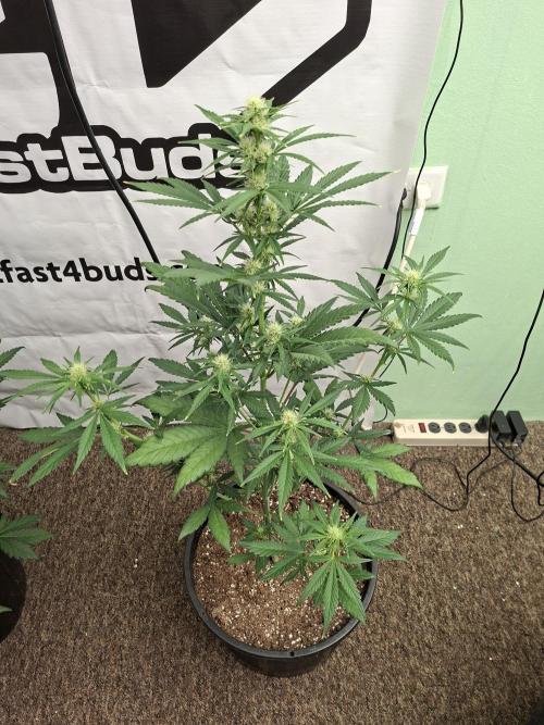 Fastbuds Mendo Frost Auto. Week 5