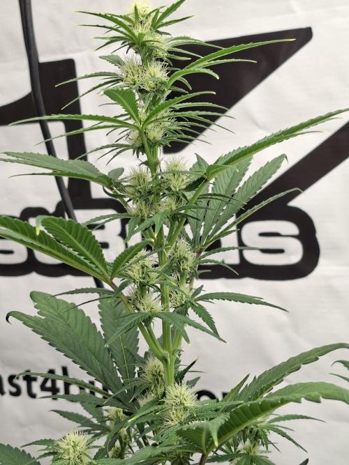 Fastbuds Mendo Frost Auto. Week 5