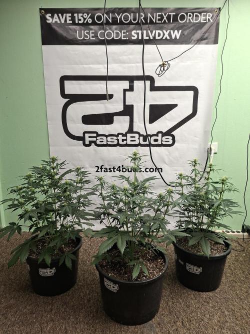 Fastbuds Guava Sundae. Week 5