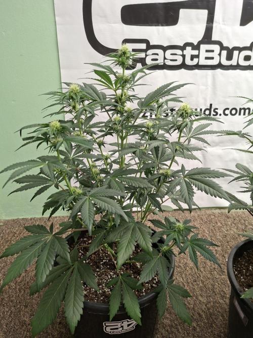 Fastbuds Guava Sundae. Week 5