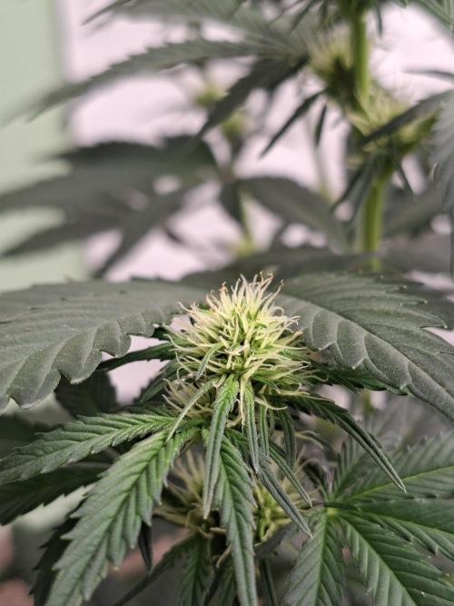 Fastbuds Guava Sundae. Week 5
