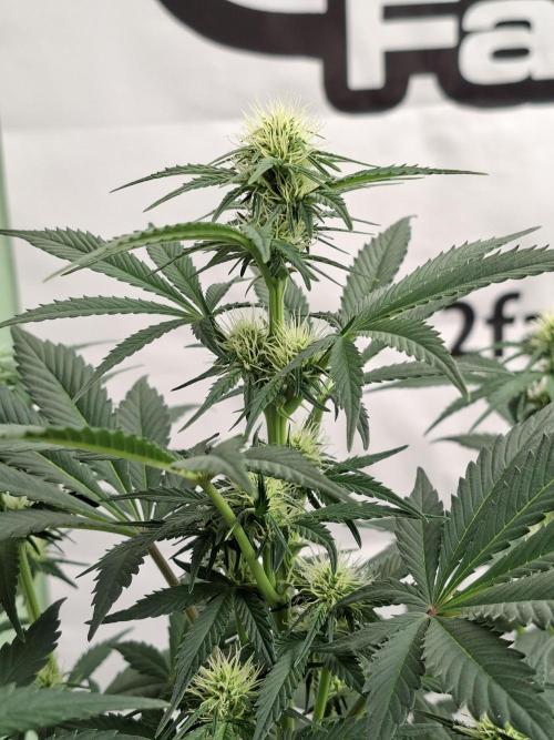 Fastbuds Guava Sundae. Week 5
