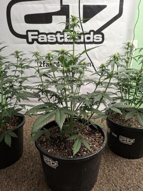 Fastbuds Guava Sundae. Week 5