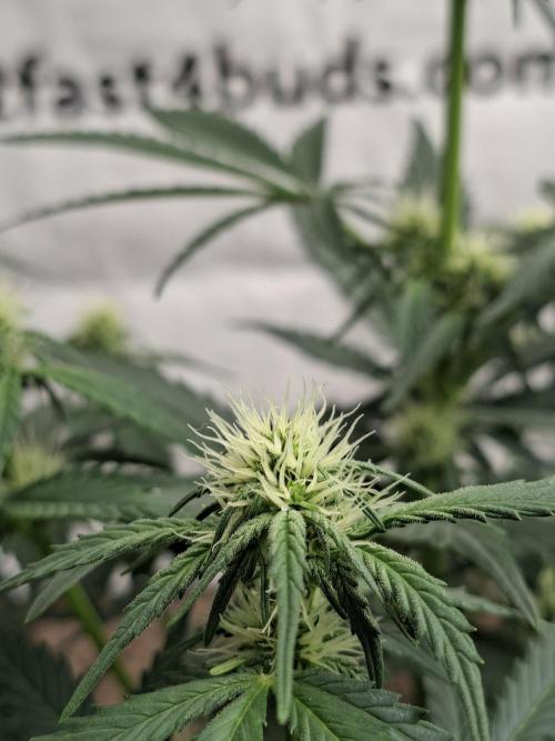 Fastbuds Guava Sundae. Week 5