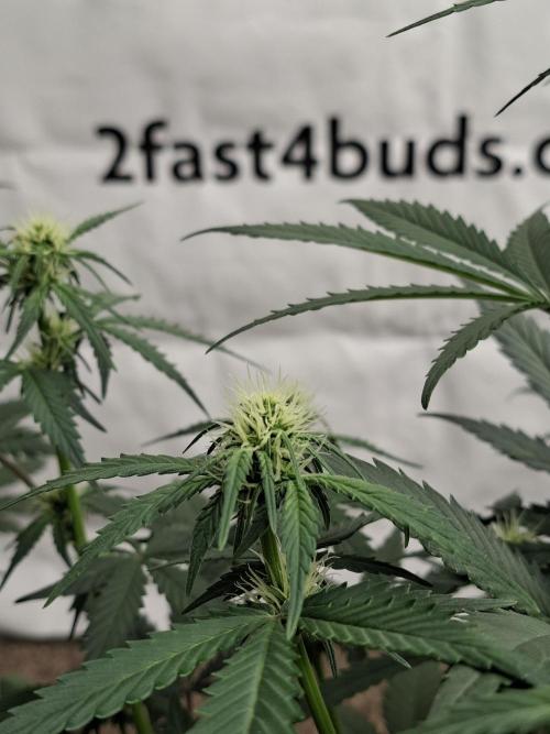 Fastbuds Guava Sundae. Week 5