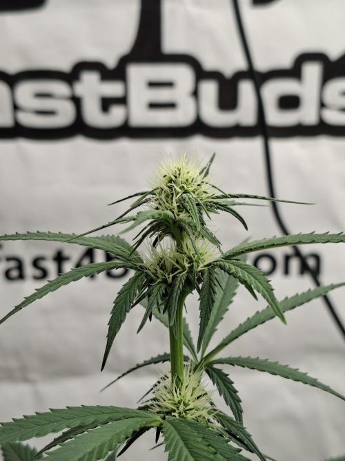 Fastbuds Guava Sundae. Week 5