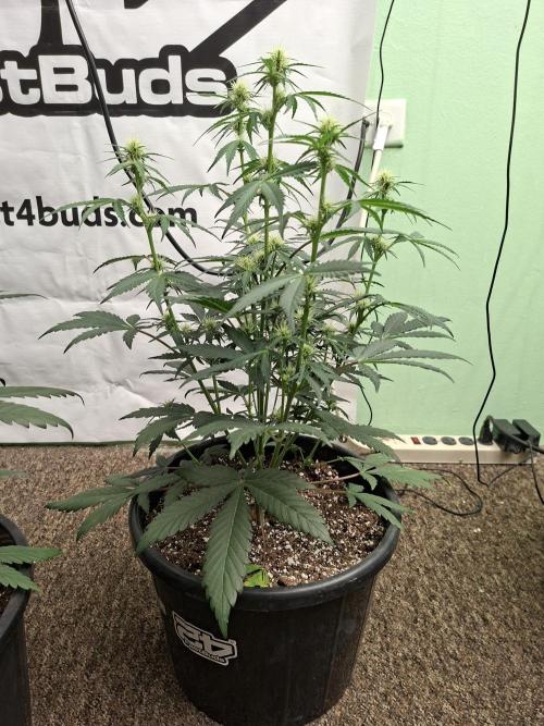 Fastbuds Guava Sundae. Week 5