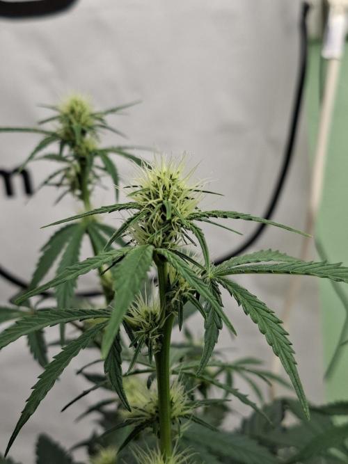 Fastbuds Guava Sundae. Week 5