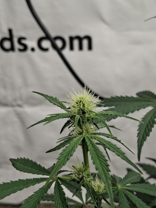Fastbuds Guava Sundae. Week 5