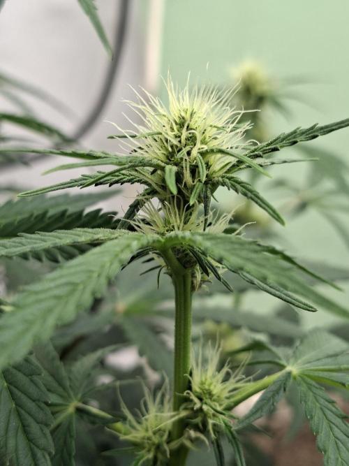 Fastbuds Guava Sundae. Week 5