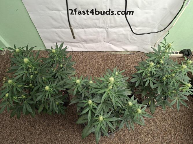Fastbuds Guava Sundae. Week 5