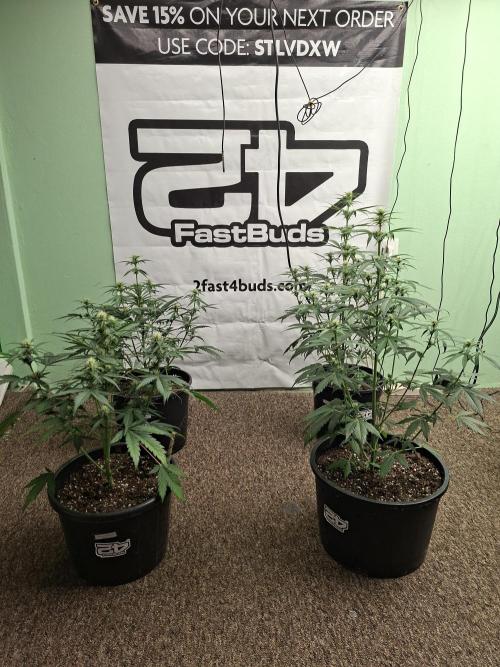 Fastbuds Banana Gauva Auto. Week 5