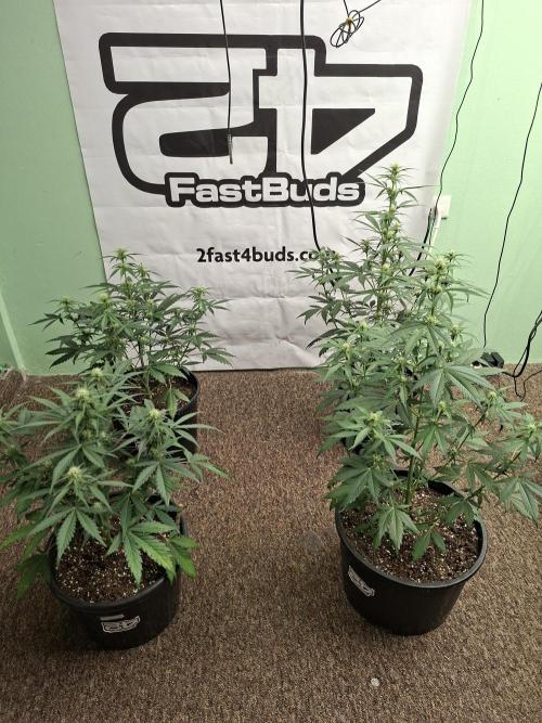 Fastbuds Banana Gauva Auto. Week 5