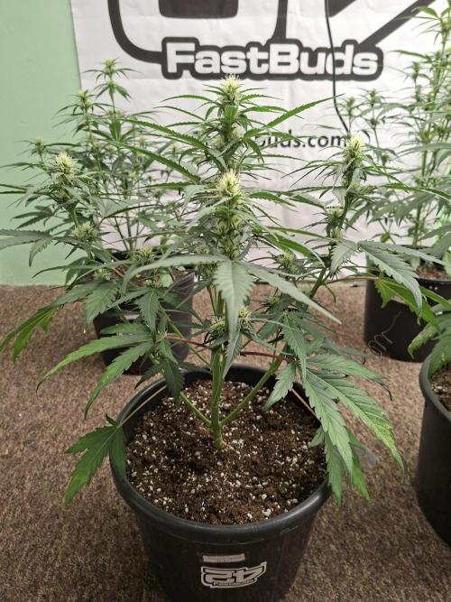 Fastbuds Banana Gauva Auto. Week 5