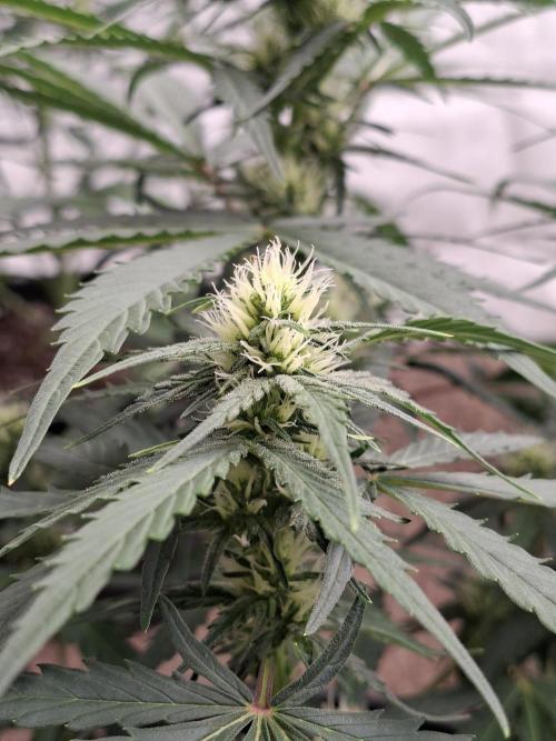 Fastbuds Banana Gauva Auto. Week 5