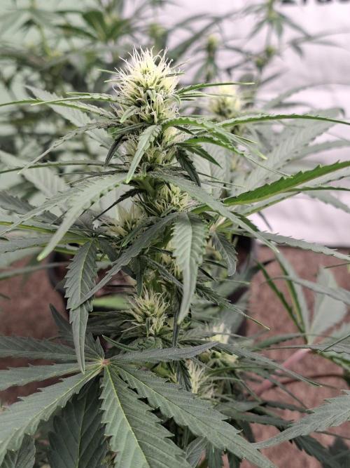 Fastbuds Banana Gauva Auto. Week 5