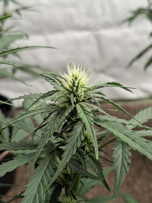 Fastbuds Banana Gauva Auto. Week 5