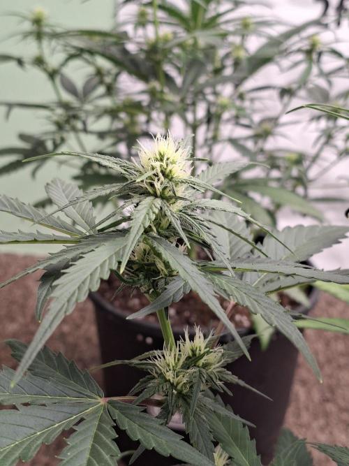 Fastbuds Banana Gauva Auto. Week 5