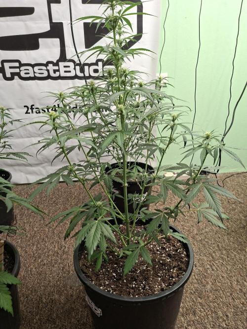 Fastbuds Banana Gauva Auto. Week 5