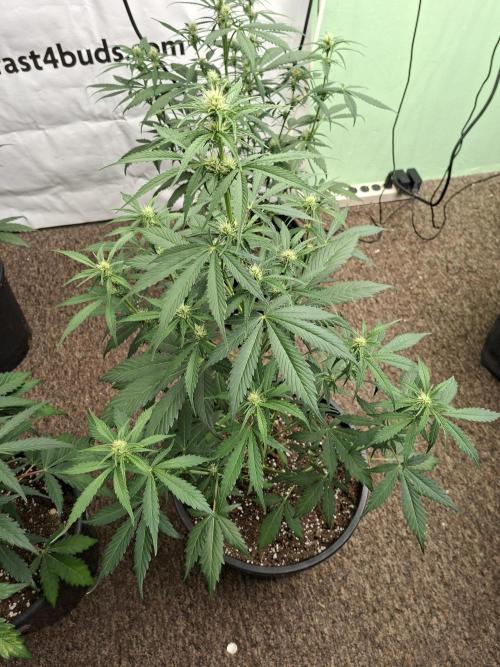 Fastbuds Banana Gauva Auto. Week 5