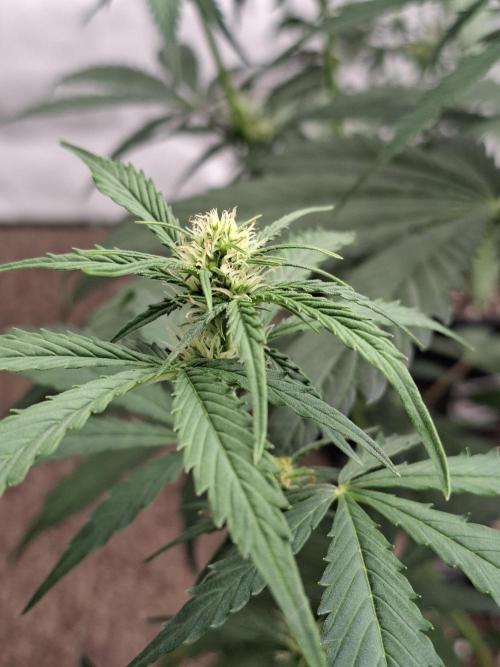 Fastbuds Banana Gauva Auto. Week 5
