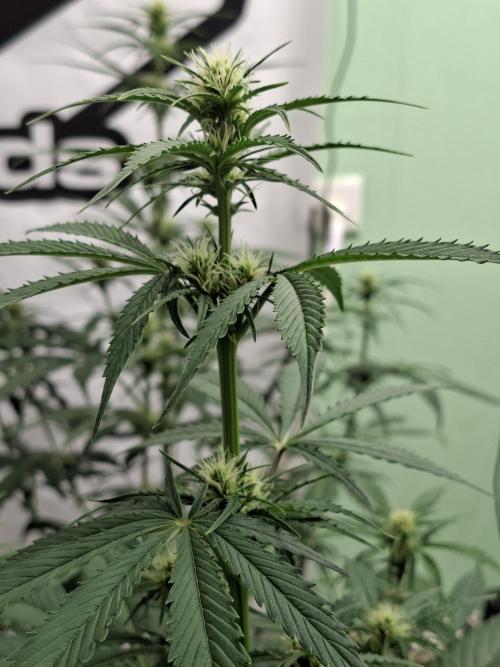 Fastbuds Banana Gauva Auto. Week 5