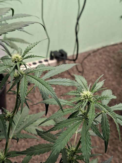 Fastbuds Banana Gauva Auto. Week 5