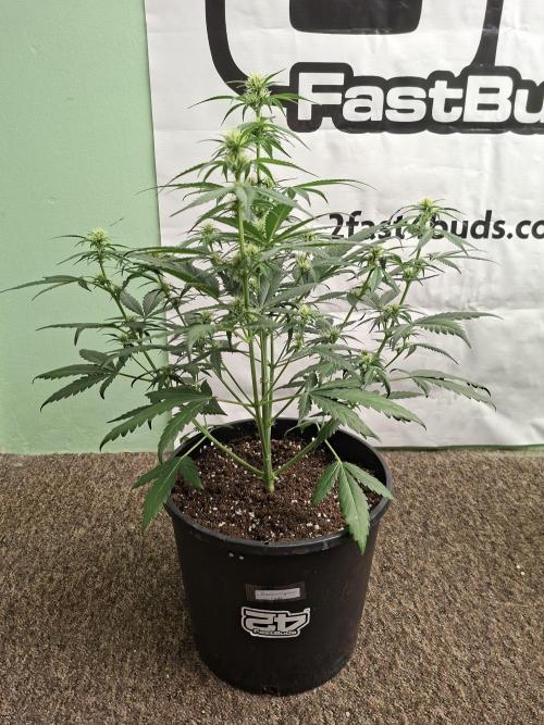 Fastbuds Banana Gauva Auto. Week 5