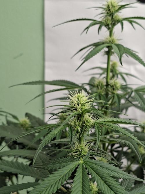 Fastbuds Banana Gauva Auto. Week 5
