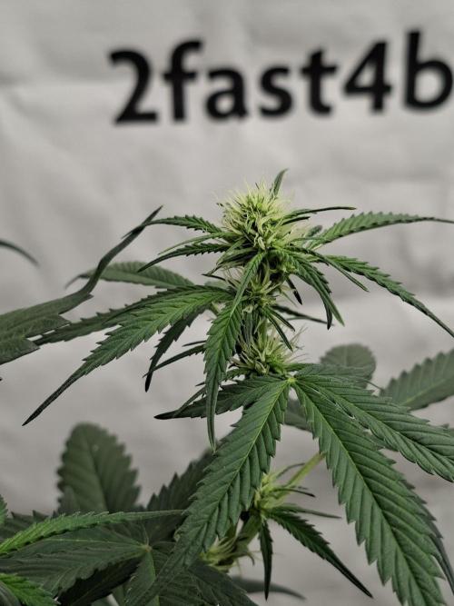 Fastbuds Banana Gauva Auto. Week 5
