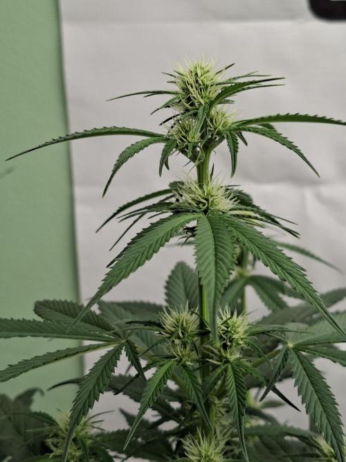Fastbuds Banana Gauva Auto. Week 5