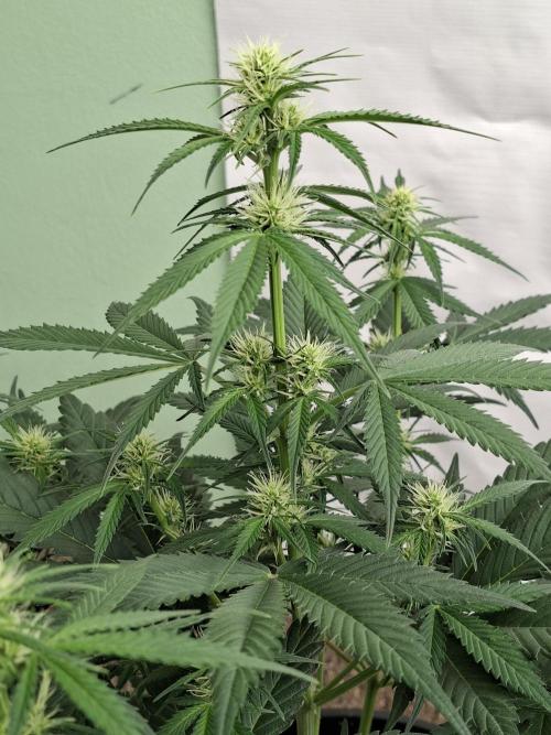 Fastbuds Banana Gauva Auto. Week 5