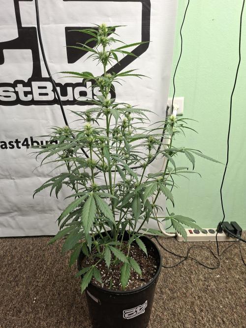 Fastbuds Banana Gauva Auto. Week 5
