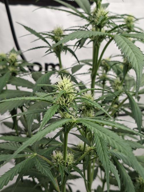 Fastbuds Banana Gauva Auto. Week 5