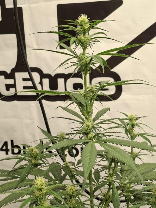 Fastbuds Banana Gauva Auto. Week 5