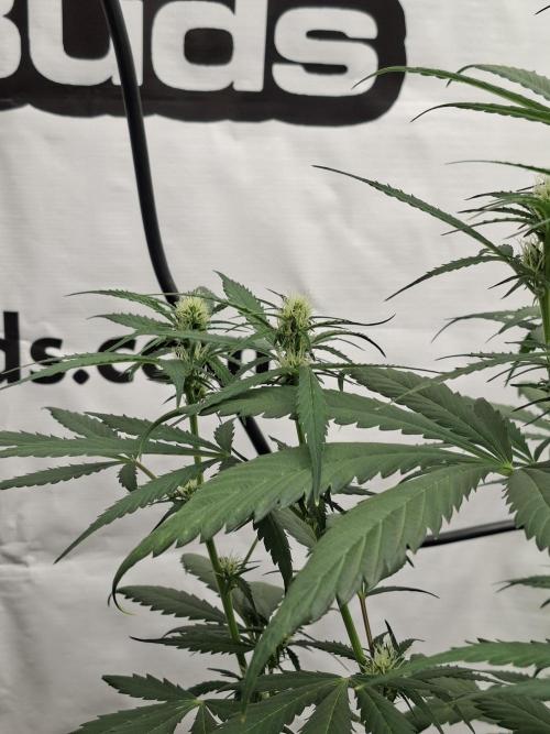 Fastbuds Banana Gauva Auto. Week 5