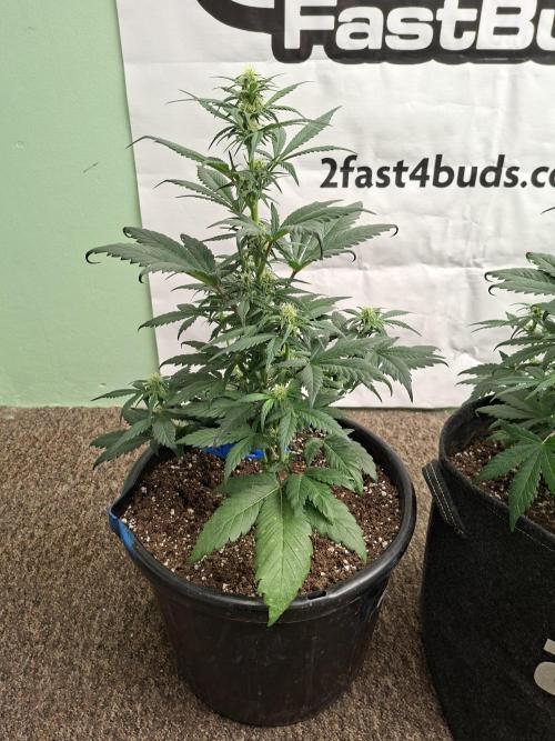 Fastbuds Starwberry Gorilla RF3. Week 5