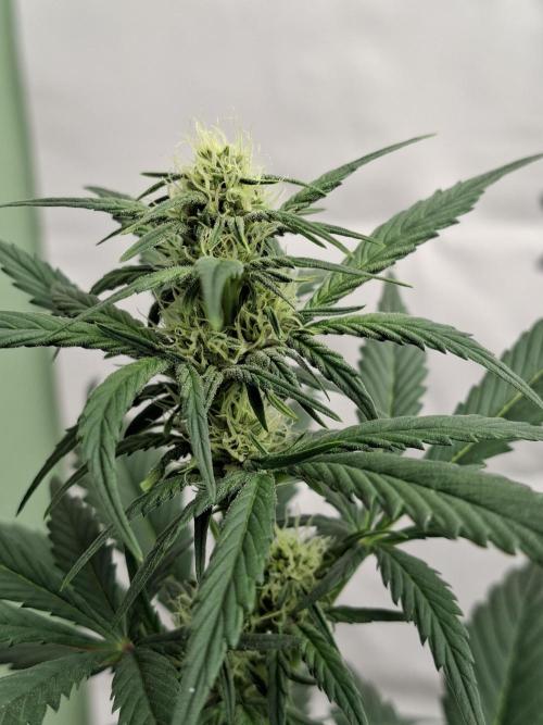 Fastbuds Starwberry Gorilla RF3. Week 5