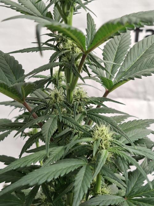 Fastbuds Starwberry Gorilla RF3. Week 5