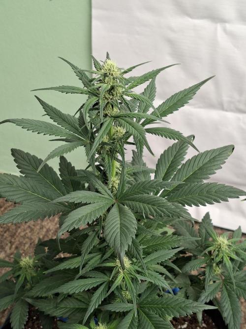 Fastbuds Starwberry Gorilla RF3. Week 5