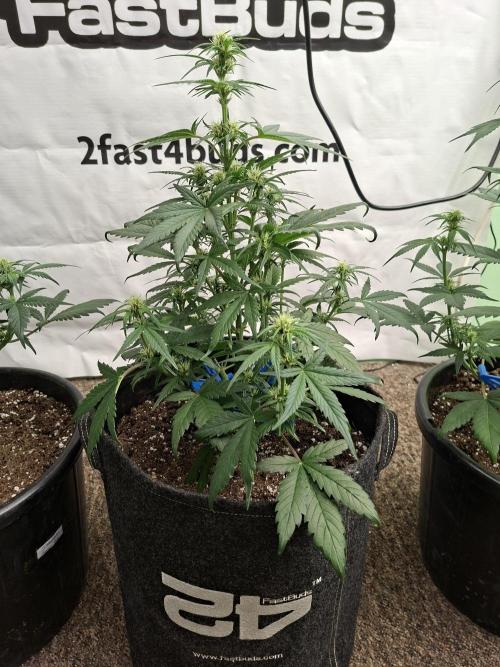 Fastbuds Starwberry Gorilla RF3. Week 5