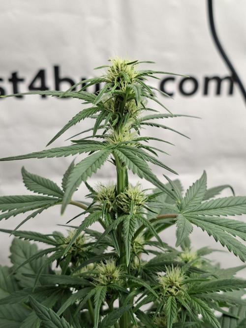 Fastbuds Starwberry Gorilla RF3. Week 5