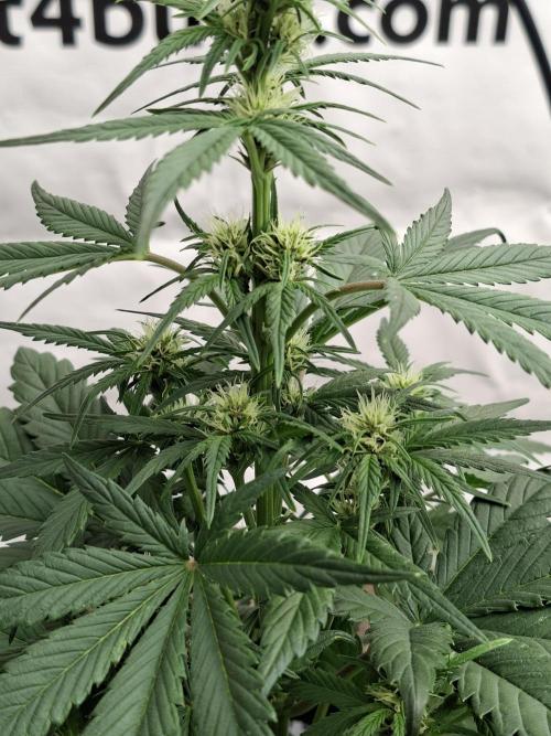 Fastbuds Starwberry Gorilla RF3. Week 5