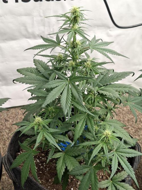 Fastbuds Starwberry Gorilla RF3. Week 5