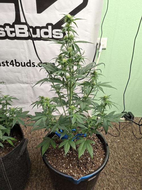 Fastbuds Starwberry Gorilla RF3. Week 5