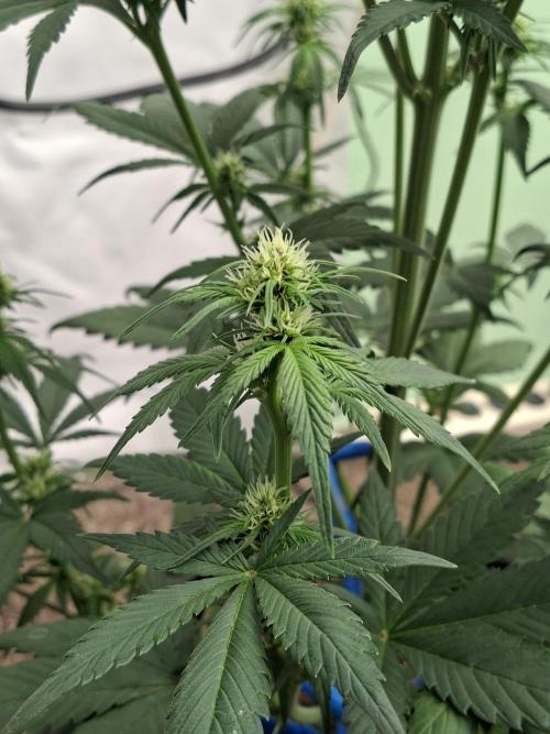 Fastbuds Starwberry Gorilla RF3. Week 5