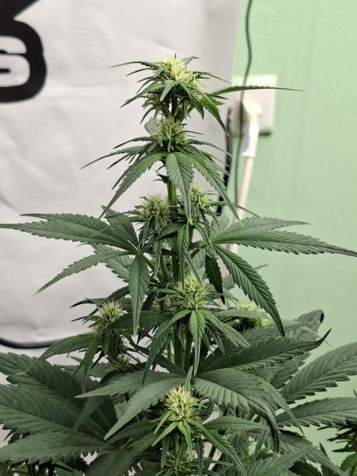 Fastbuds Starwberry Gorilla RF3. Week 5