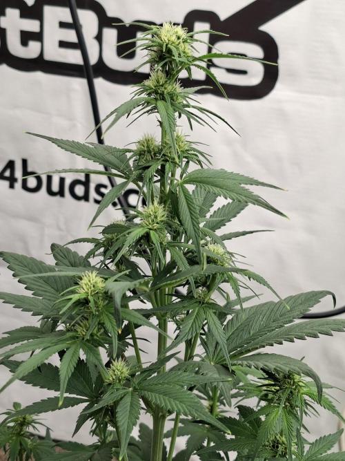 Fastbuds Starwberry Gorilla RF3. Week 5