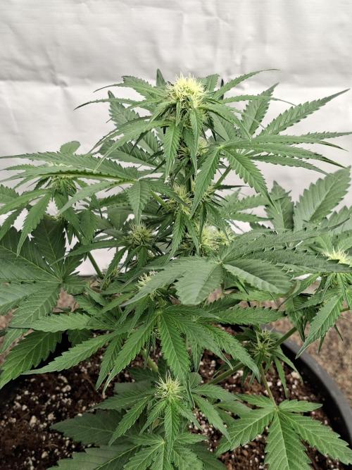 Cherry Cola RF3 #2. Week 5